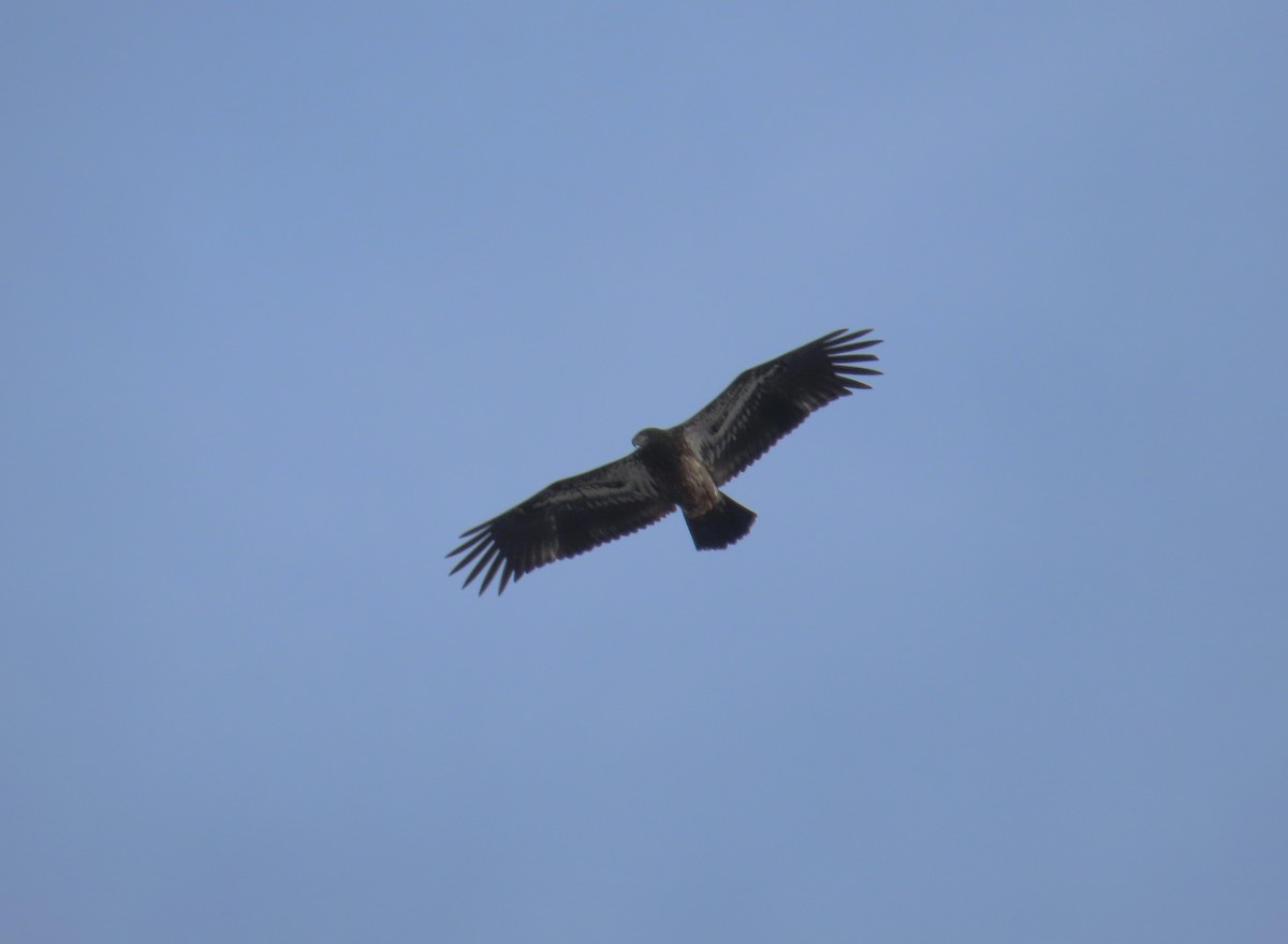 Bald Eagle - ML613361886