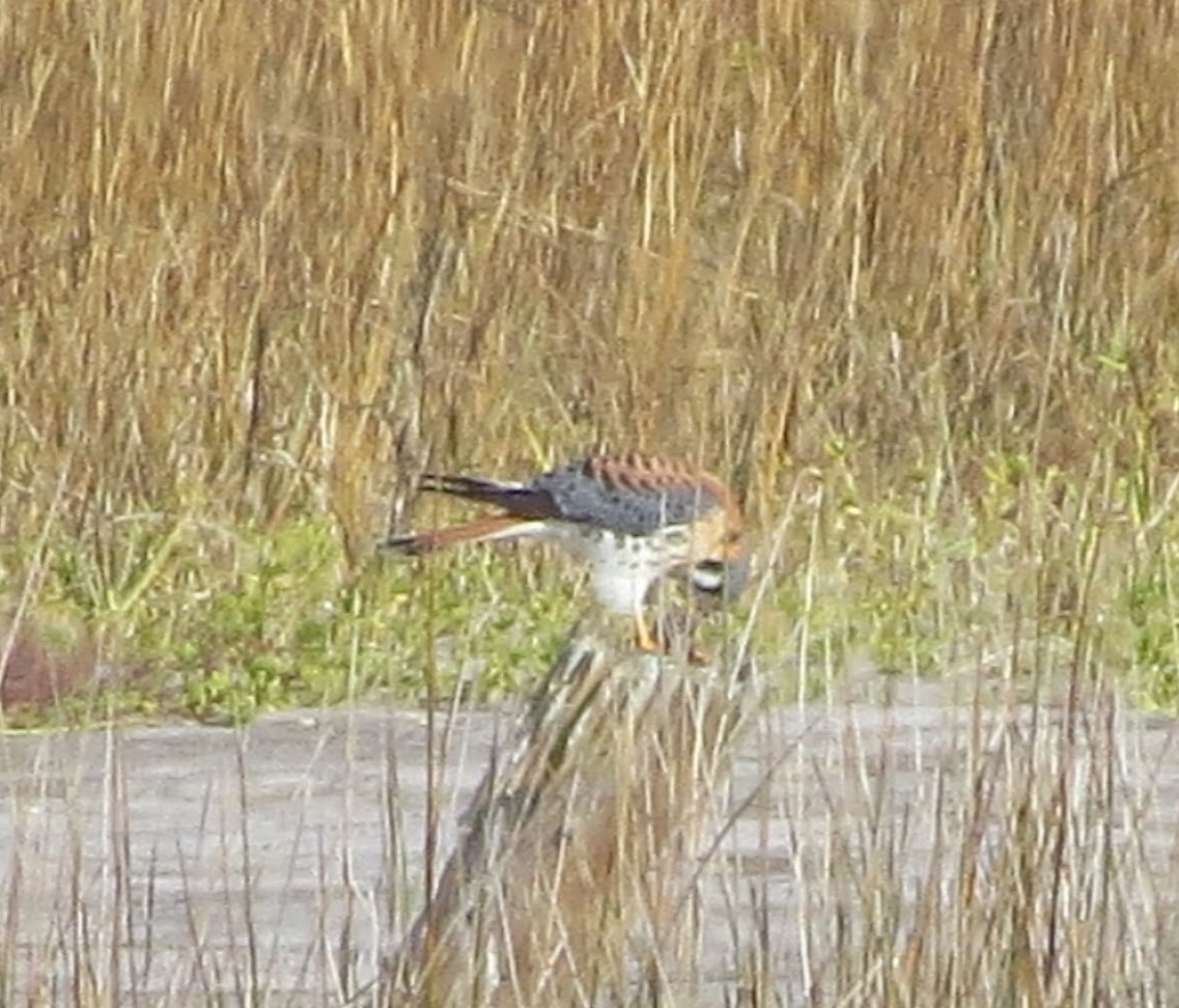 American Kestrel - ML613361951