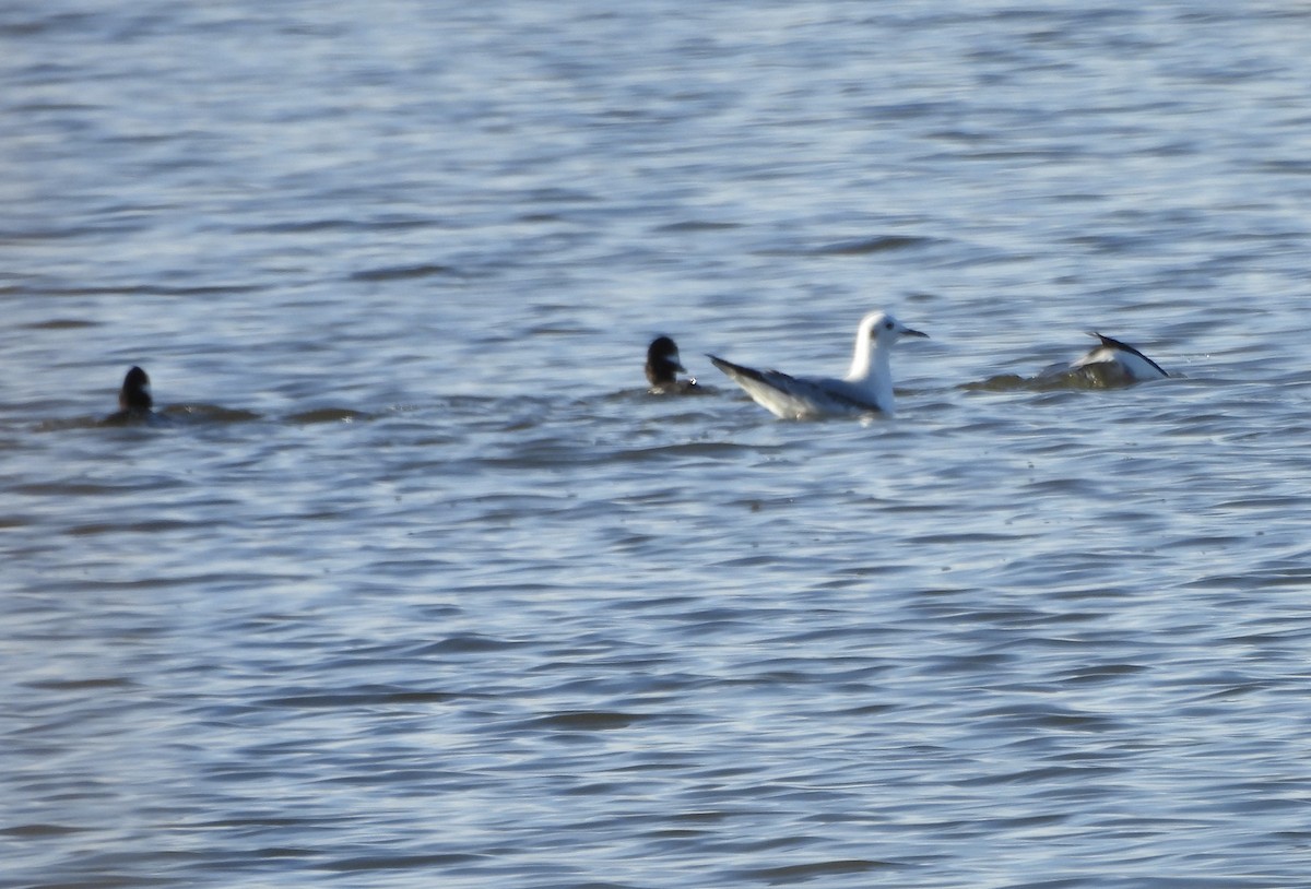 Bonaparte's Gull - ML613362091