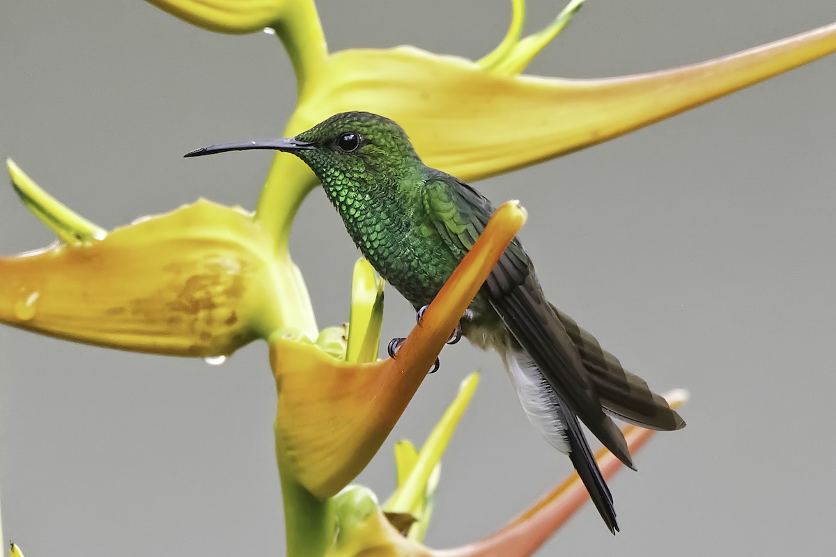 kolibřík bělořitý - ML613362113