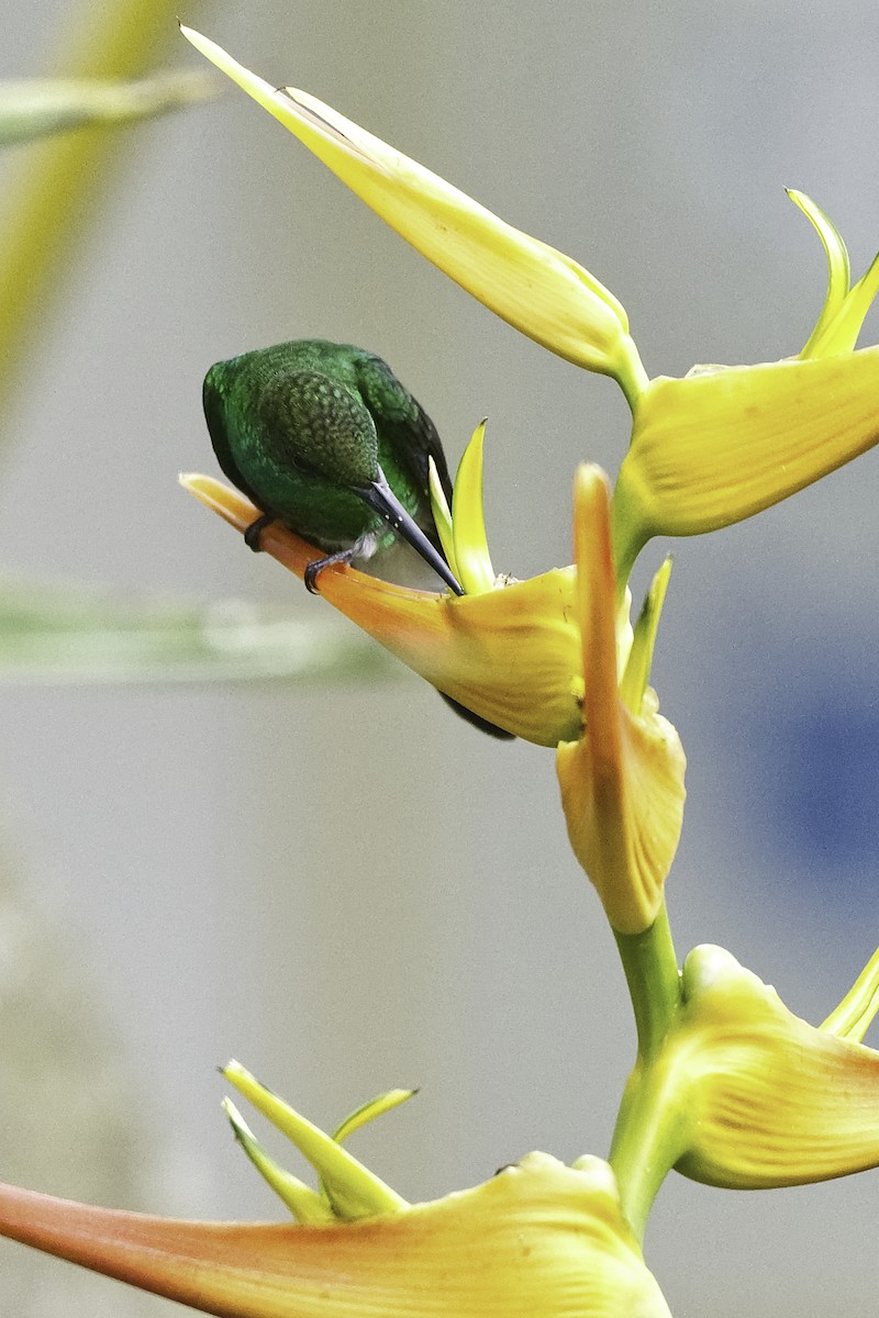 kolibřík bělořitý - ML613362116