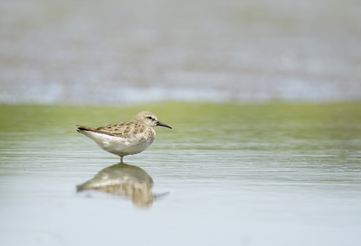 White-rumped Sandpiper - Adrian Antunez