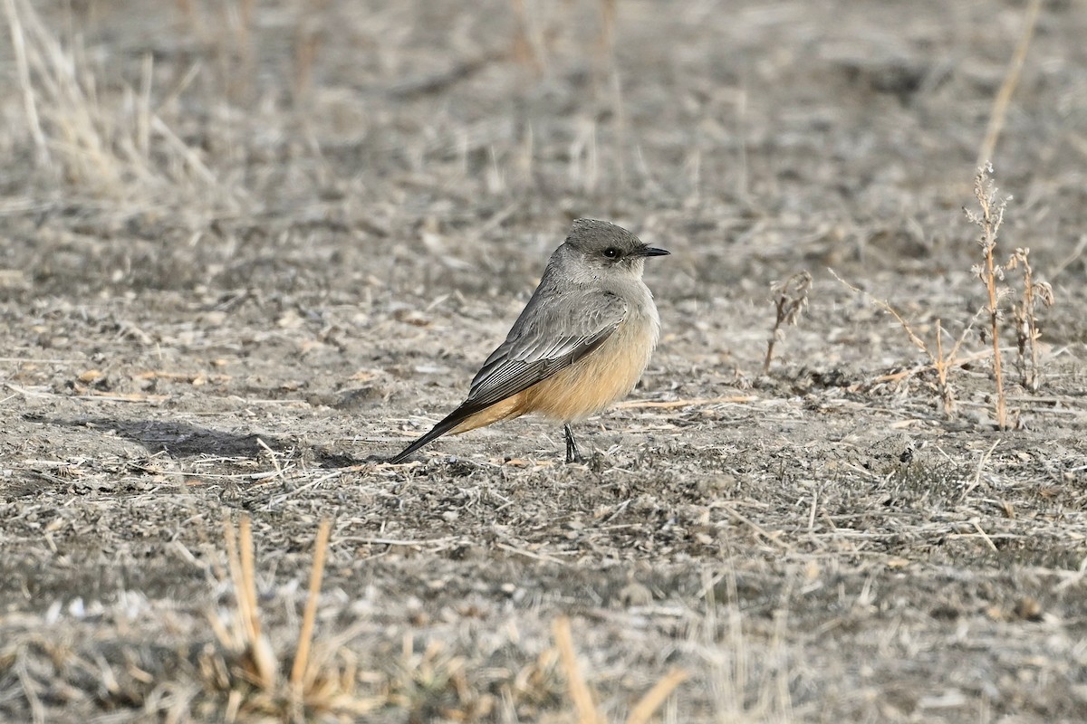 Say's Phoebe - ML613362326