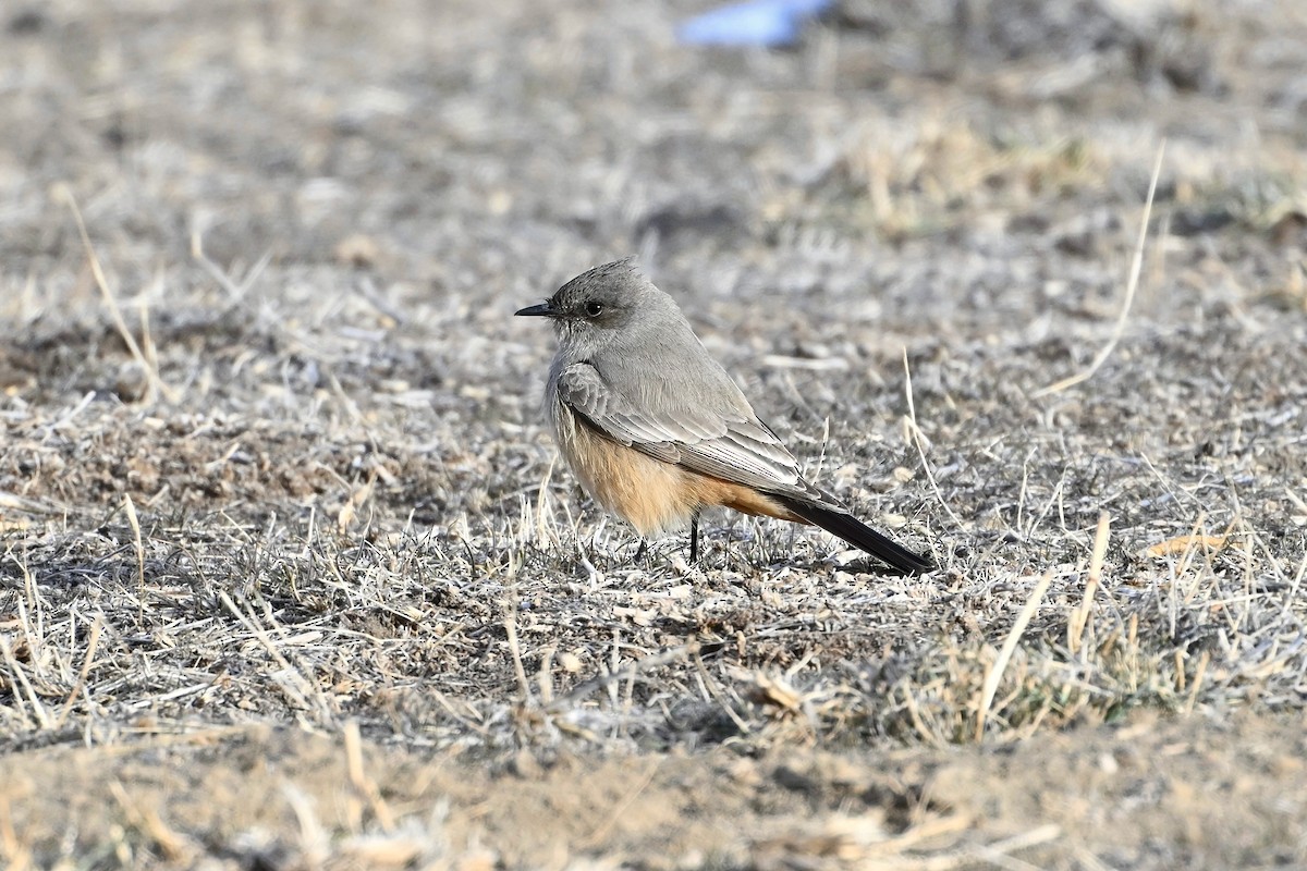 Say's Phoebe - ML613362336