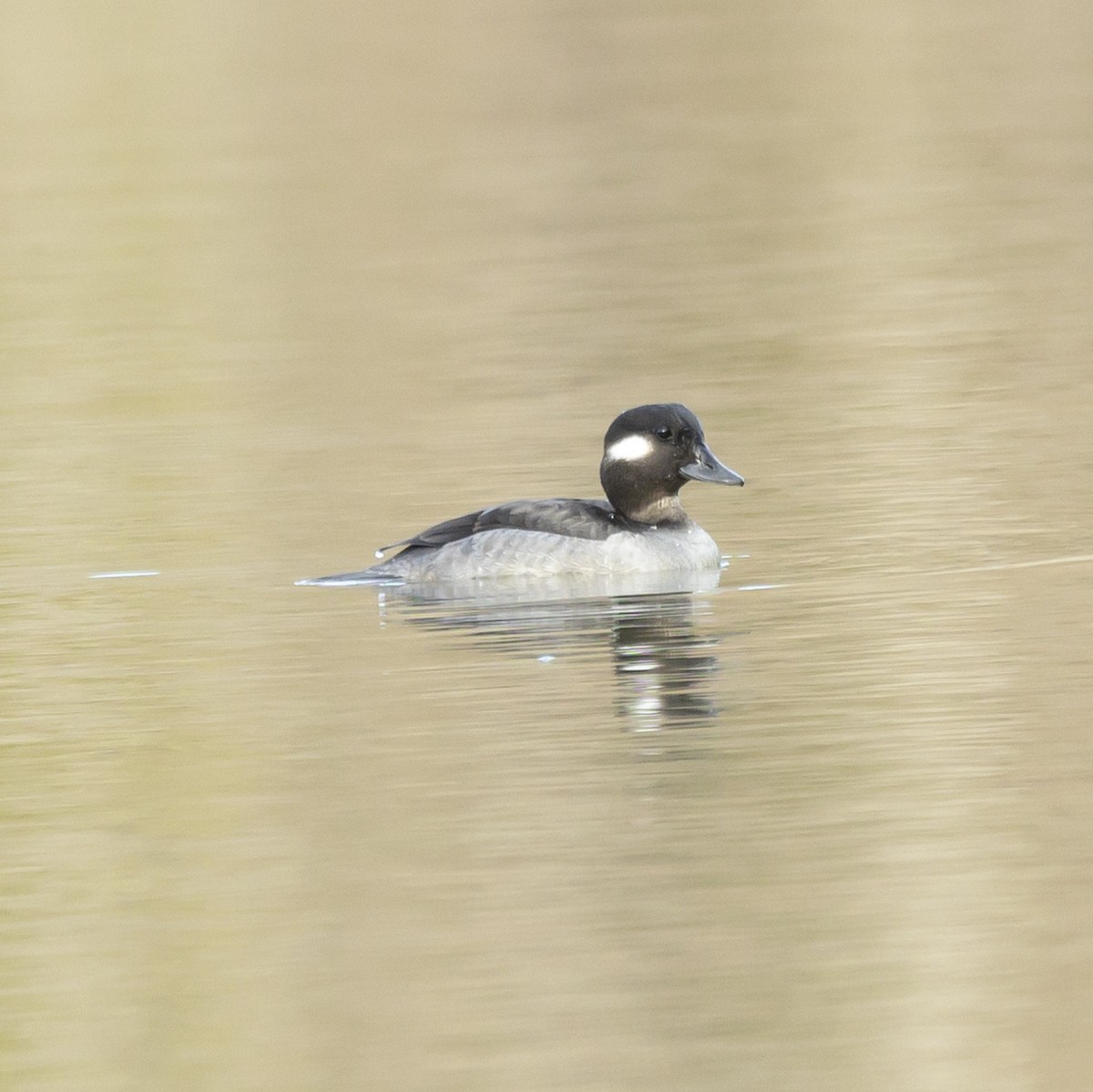 Bufflehead - Jim Tolbert