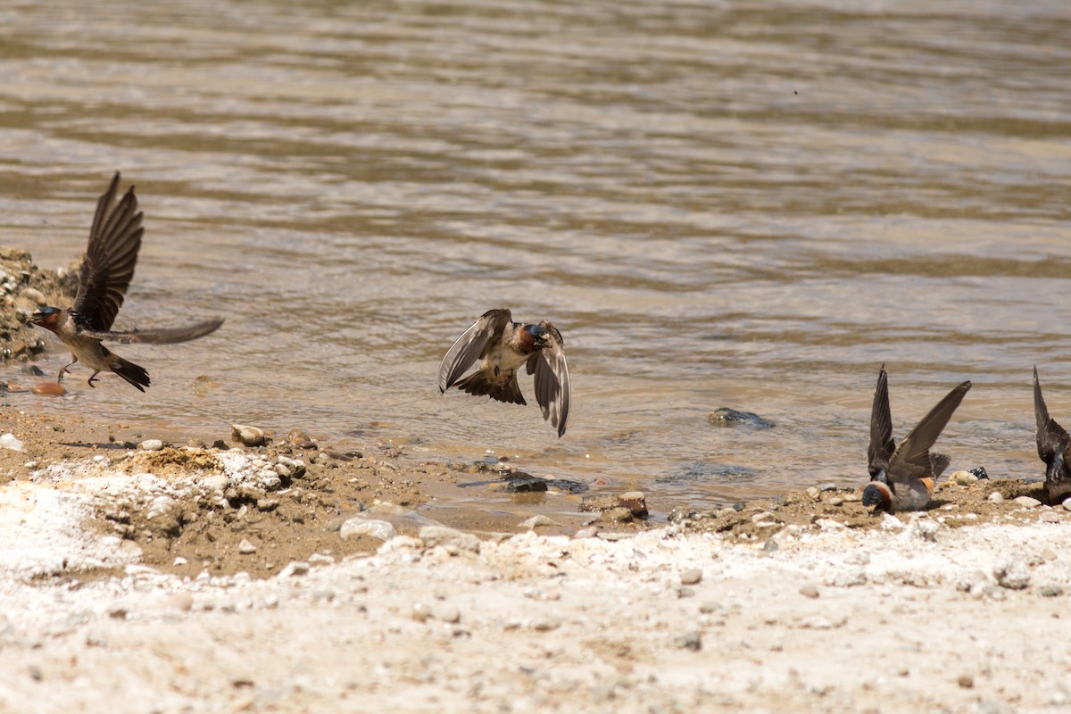 Cliff Swallow (pyrrhonota Group) - ML61336241