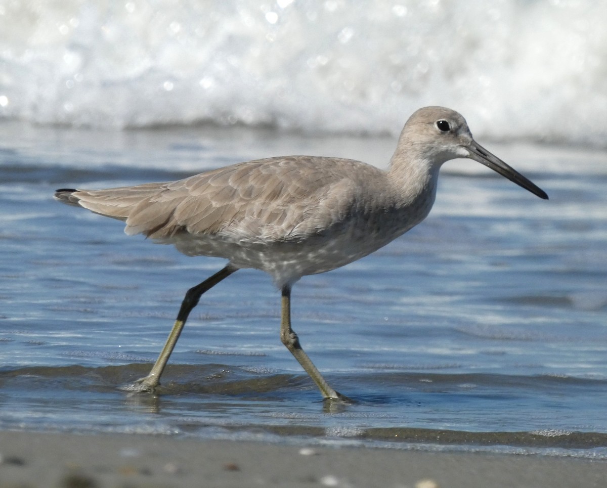 Willet - ML613362433