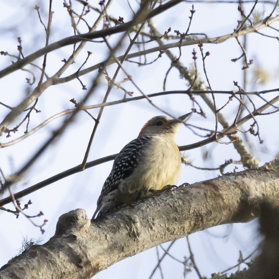 Red-bellied Woodpecker - ML613362452