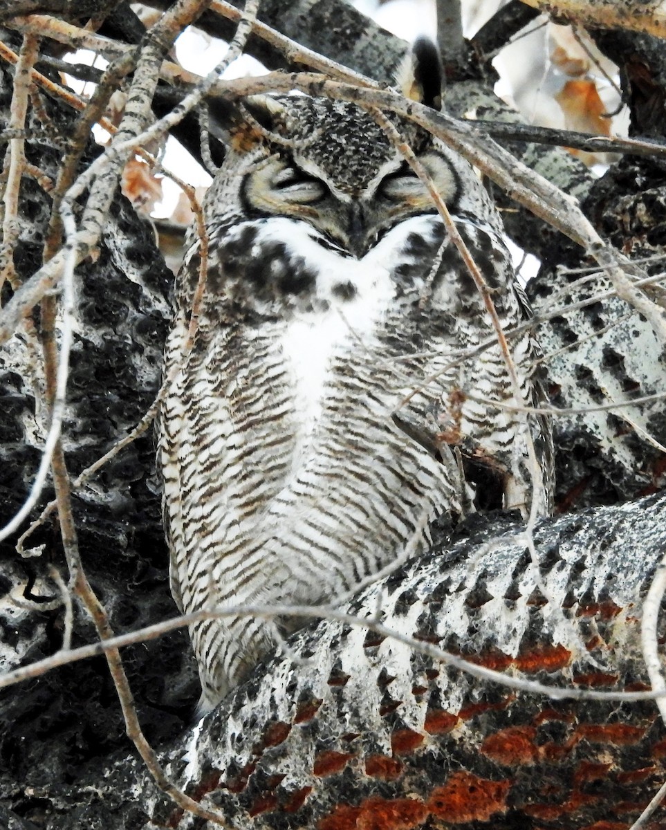 Great Horned Owl - ML613362453