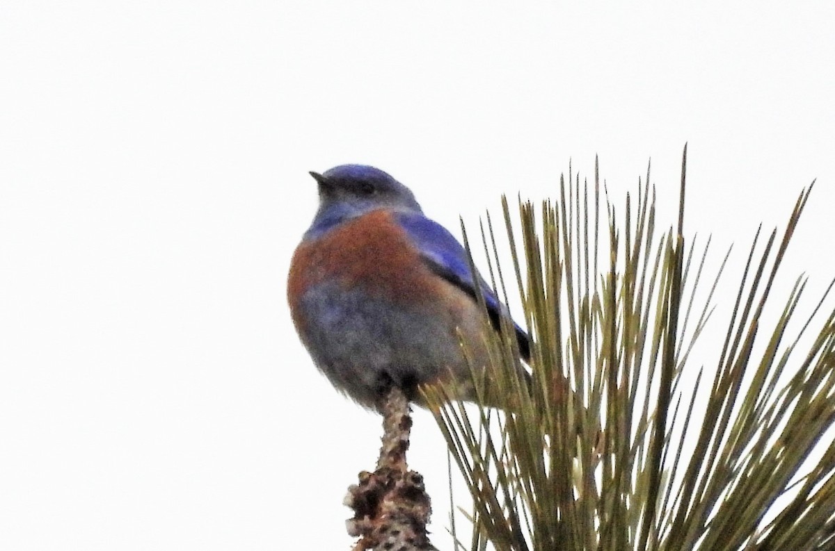 Western Bluebird - Sharon Dewart-Hansen