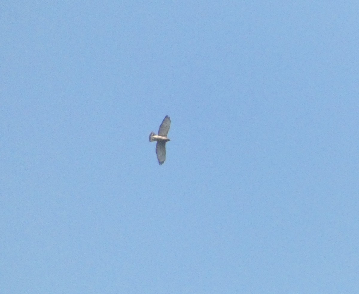 Broad-winged Hawk - ML613362527