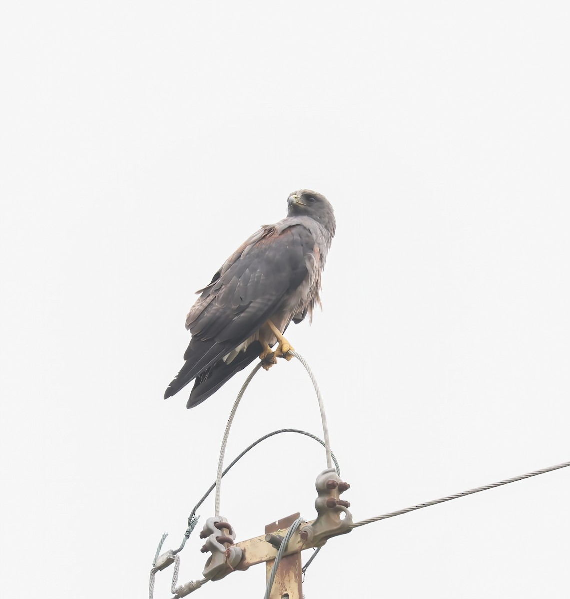 White-tailed Hawk - ML613362593