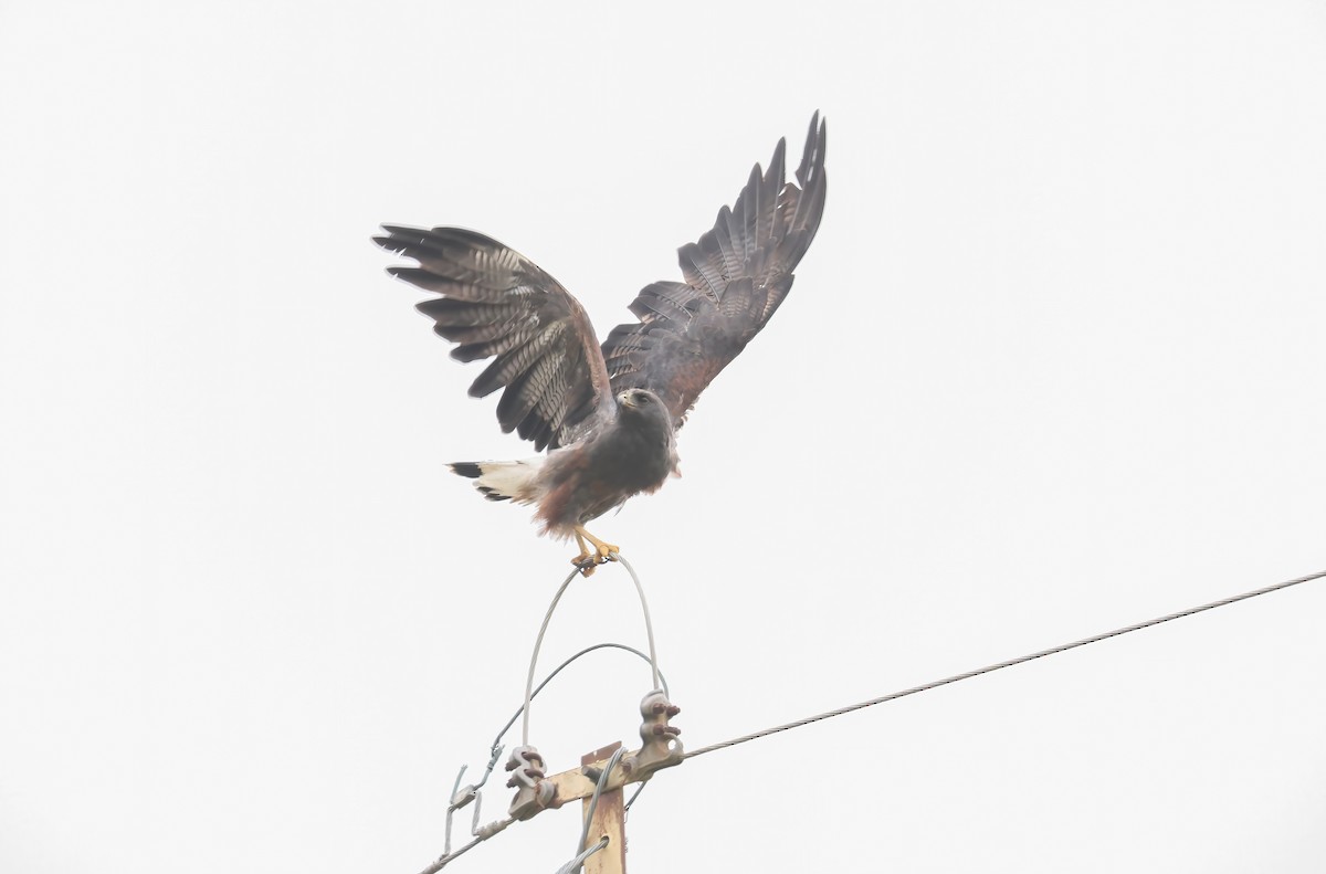 White-tailed Hawk - ML613362597