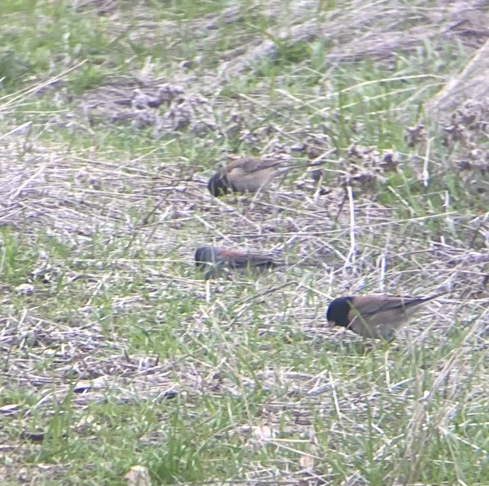 Dark-eyed Junco (Gray-headed) - ML613362630