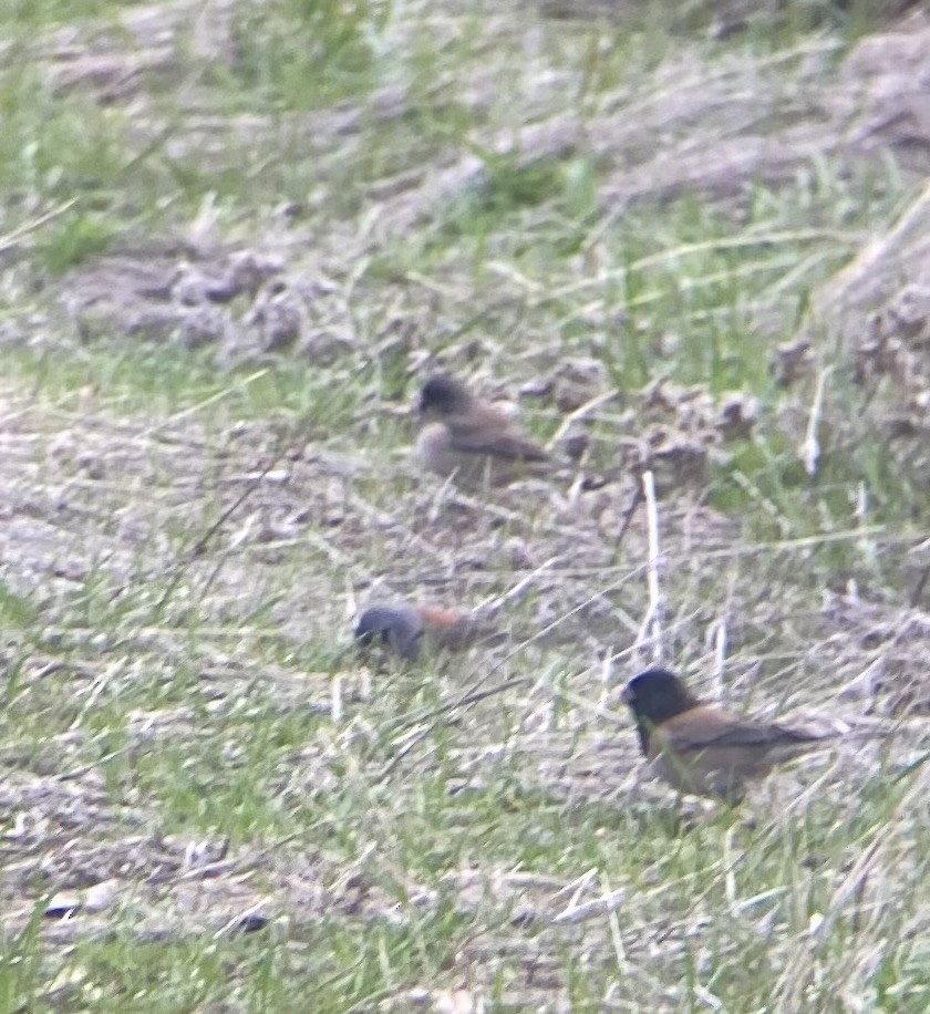 Dark-eyed Junco (Gray-headed) - ML613362631