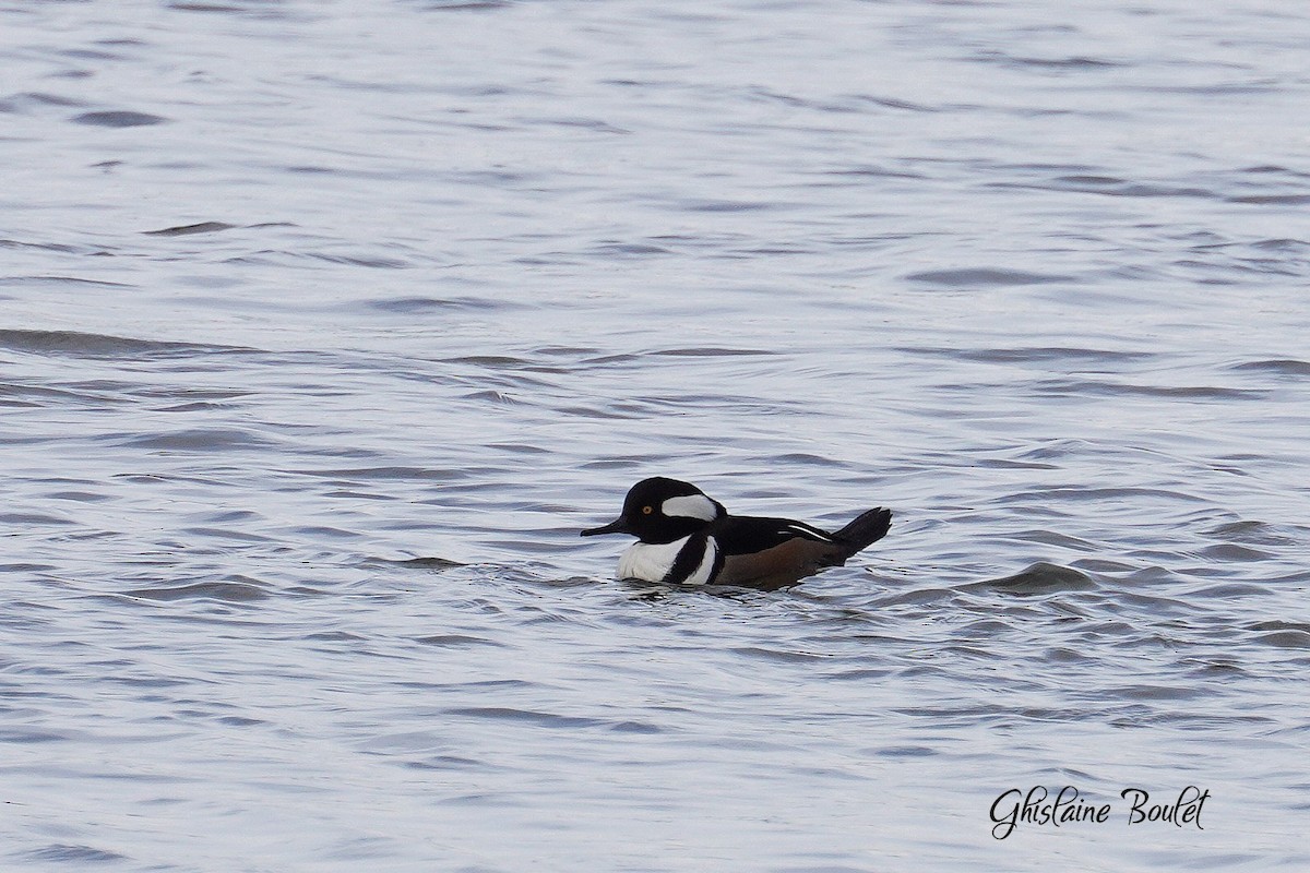 Hooded Merganser - ML613362650