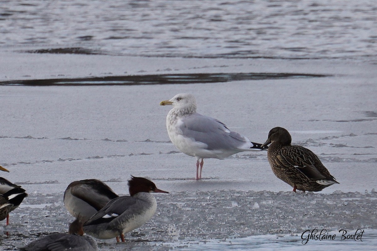 Gaviota Argéntea - ML613362664