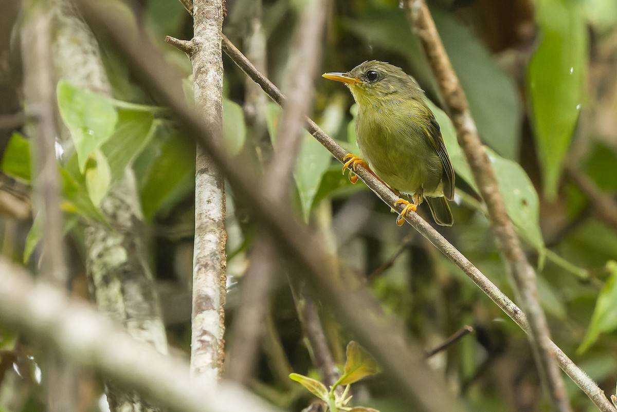 Biak Leaf Warbler - ML613362710