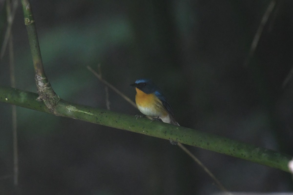 Hill Blue Flycatcher - Tristan Jobin