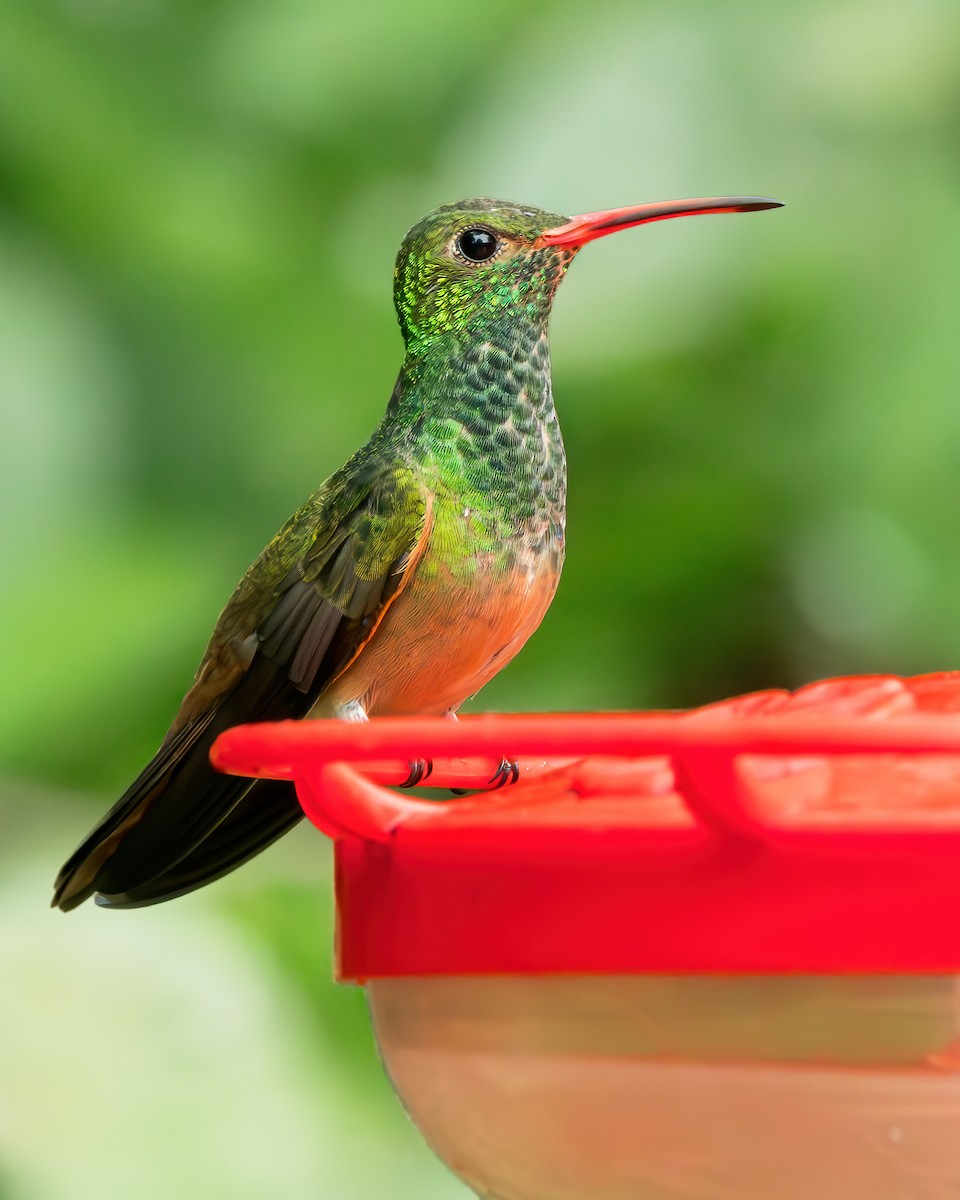 Buff-bellied Hummingbird (Northern) - ML613362724