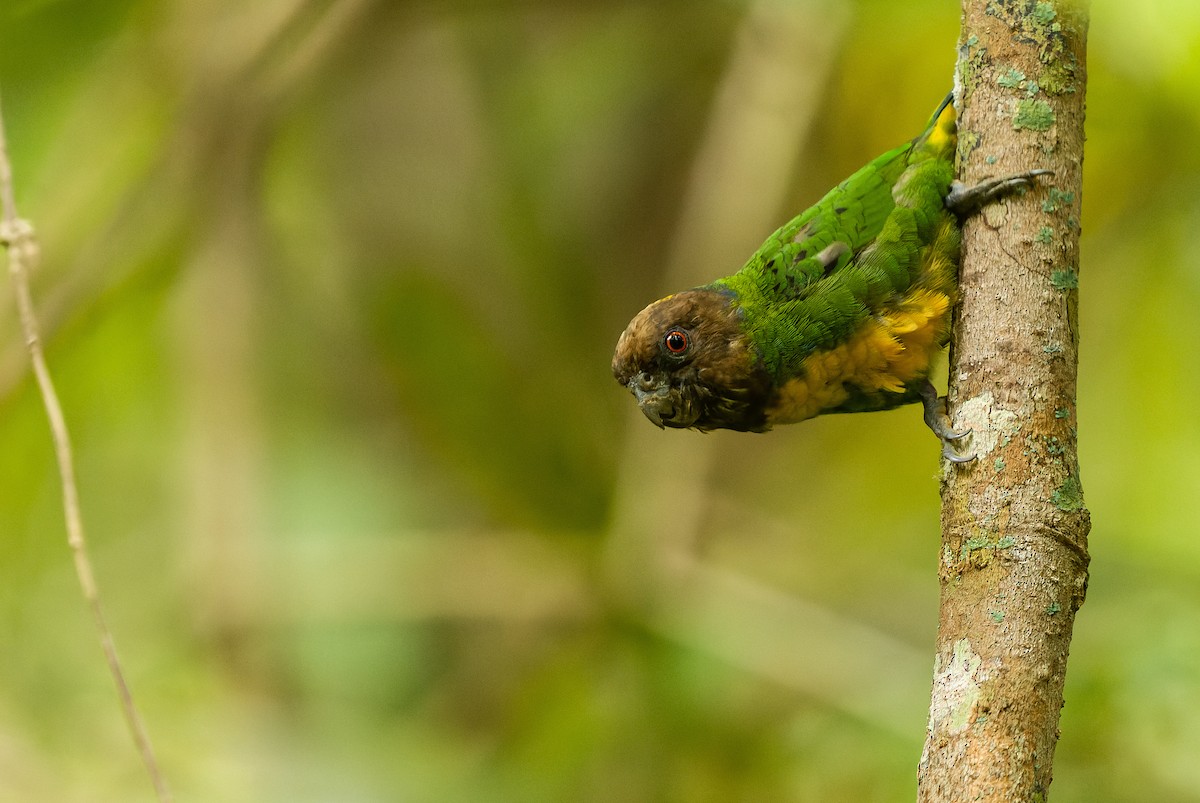 Geelvink Pygmy-Parrot - ML613362754