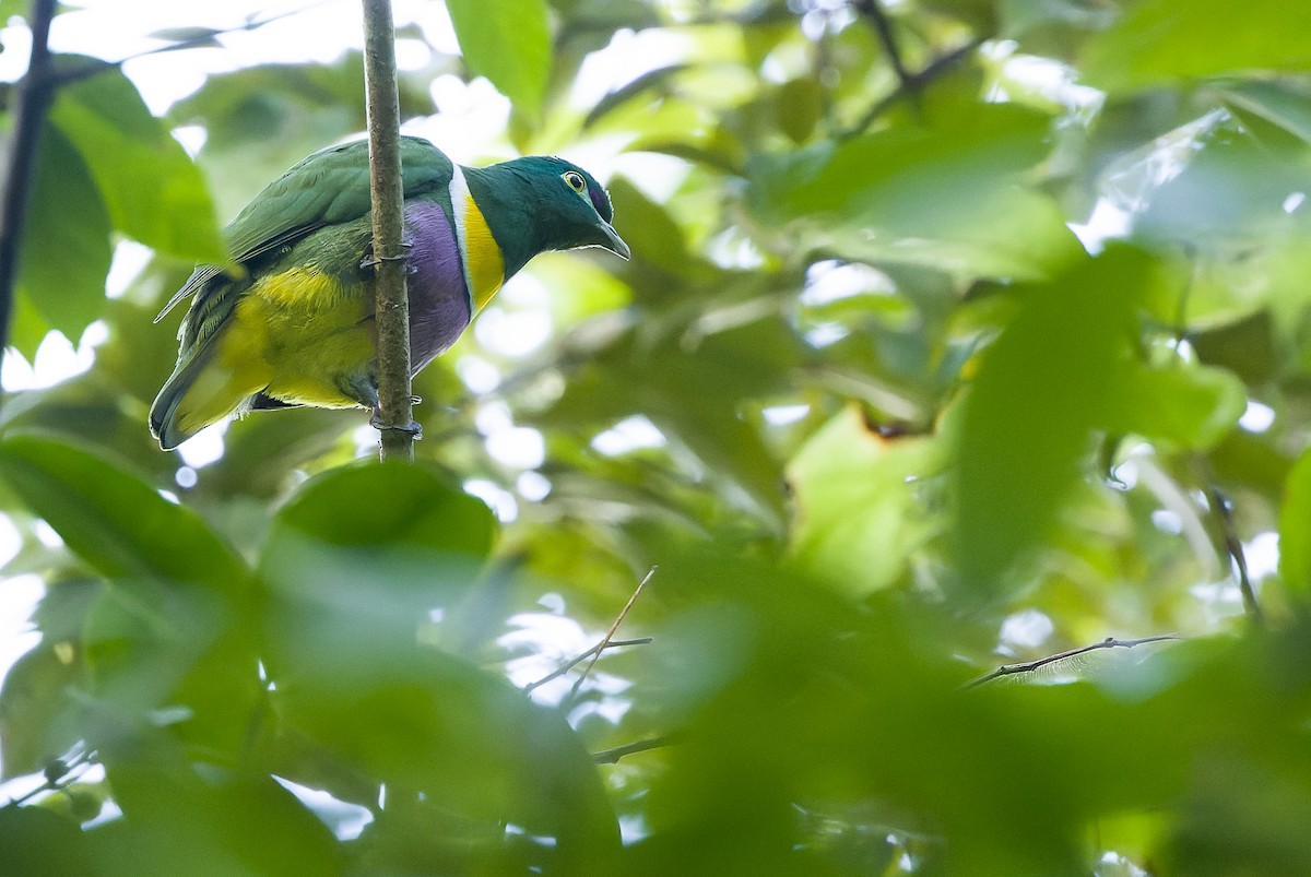 Geelvink Fruit-Dove - ML613362793