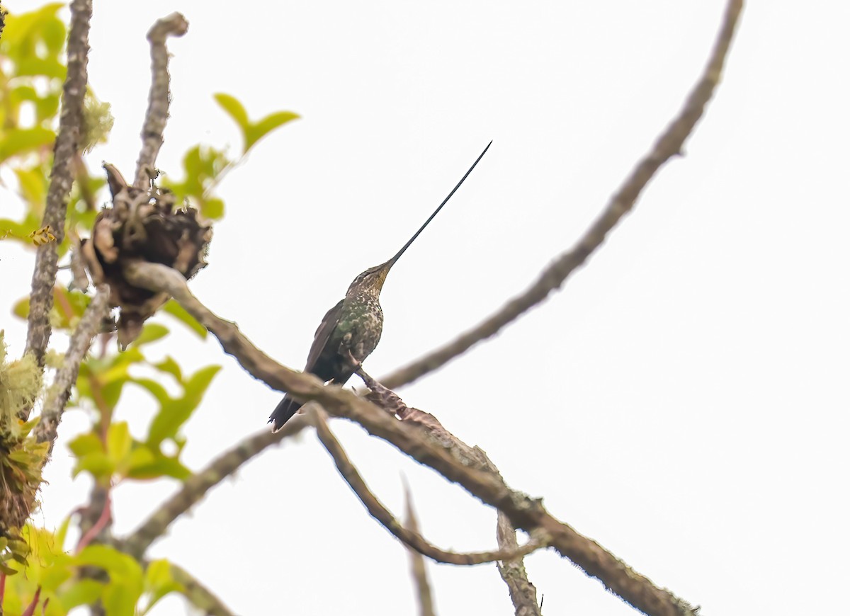 Sword-billed Hummingbird - Jill Casperson