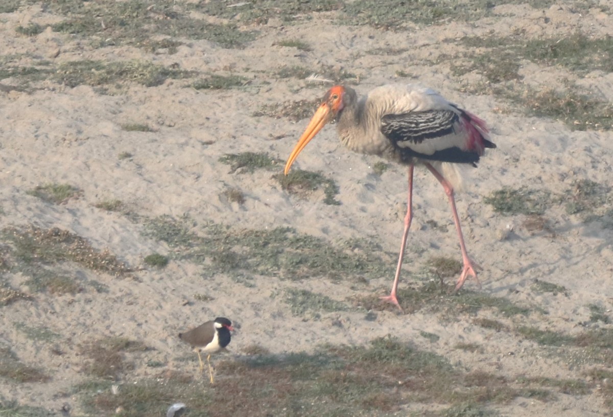 Painted Stork - ML613362798