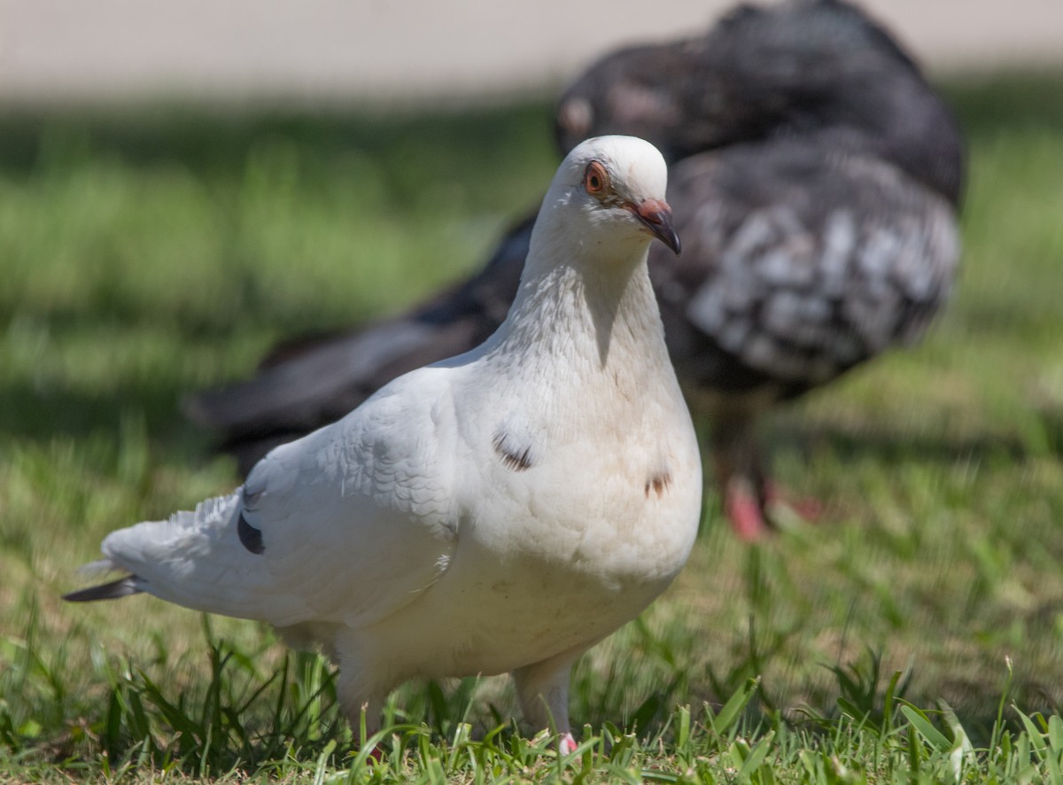 Rock Pigeon (Feral Pigeon) - ML613362803