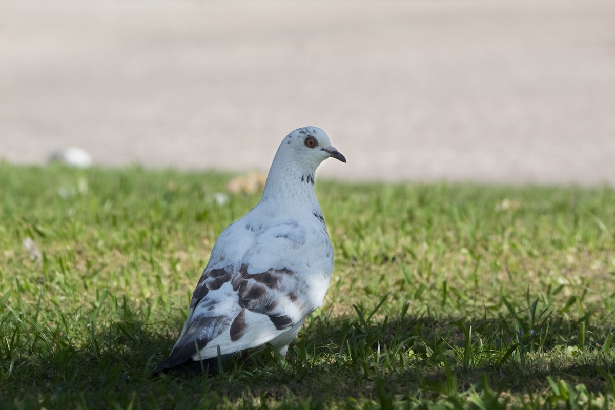 Rock Pigeon (Feral Pigeon) - Richard Harris