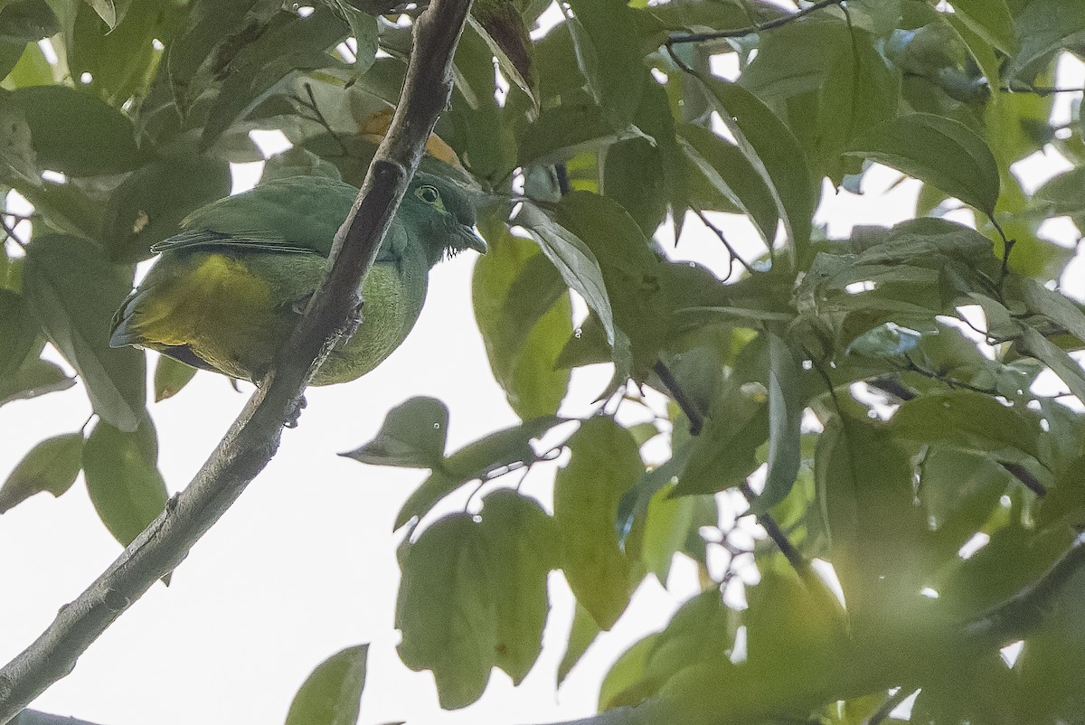 Geelvink Fruit-Dove - ML613362811