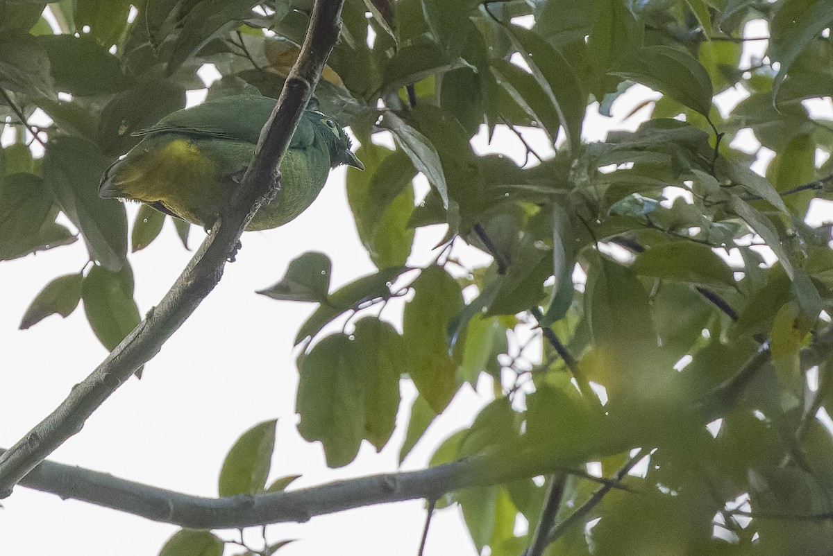 Geelvink Fruit-Dove - ML613362812