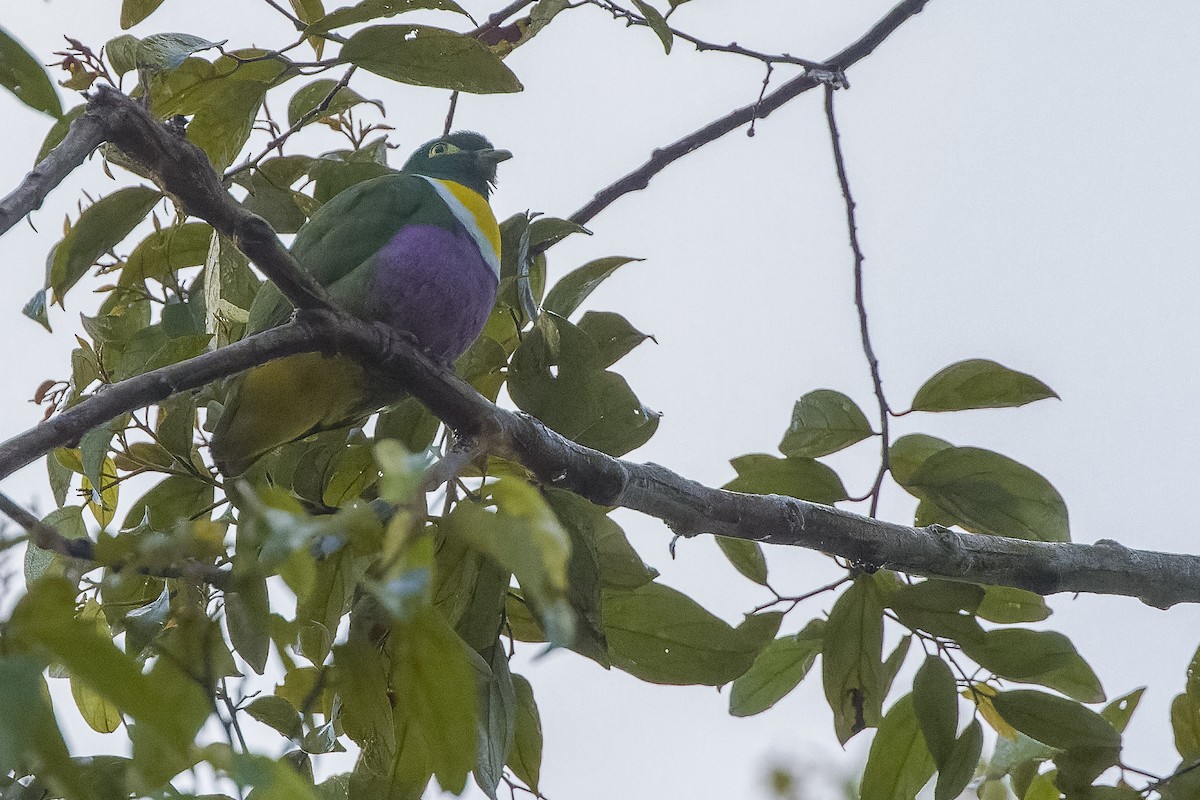 Geelvink Fruit-Dove - ML613362813