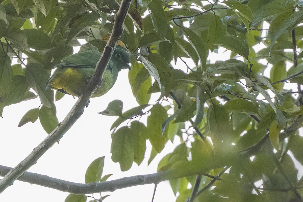 Geelvink Fruit-Dove - ML613362814