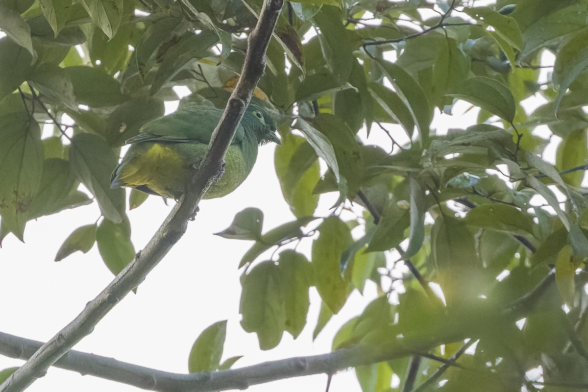 Tilopo de las Salomón (speciosus) - ML613362815