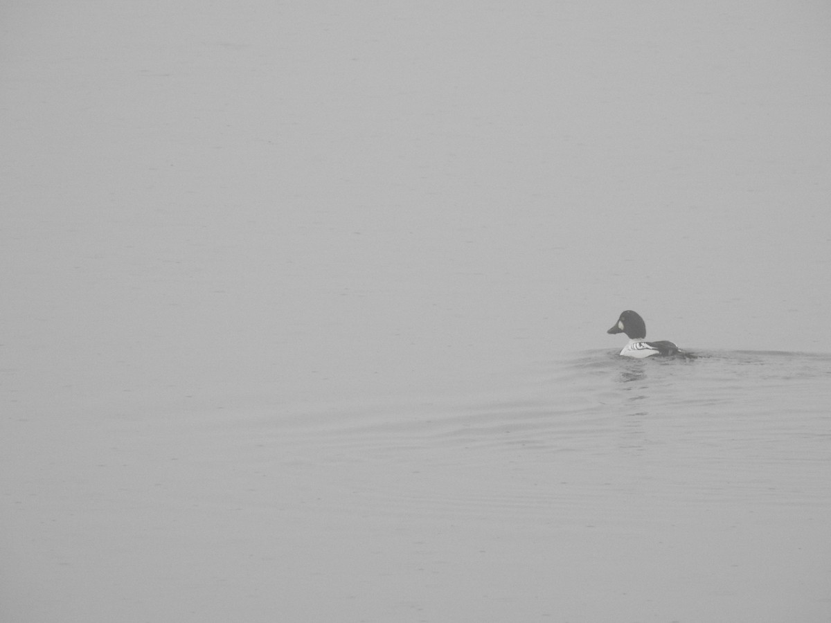 Common Goldeneye - ML613362852