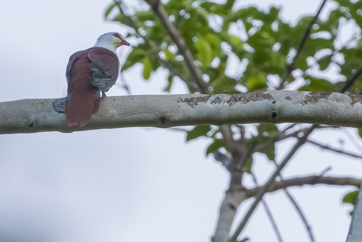 Great Cuckoo-Dove - ML613362856