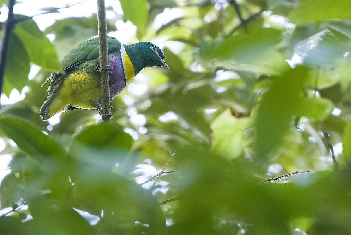 Tilopo de las Salomón (speciosus) - ML613362884