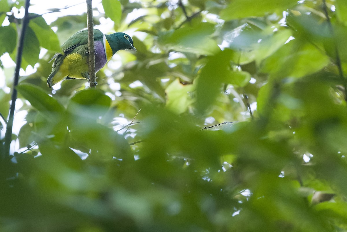 Geelvink Fruit-Dove - ML613362885