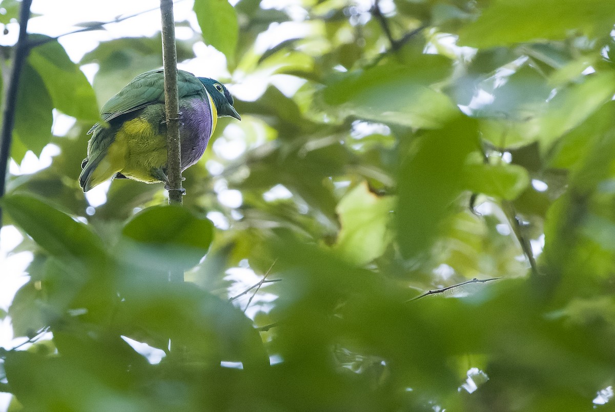 Geelvink Fruit-Dove - ML613362886