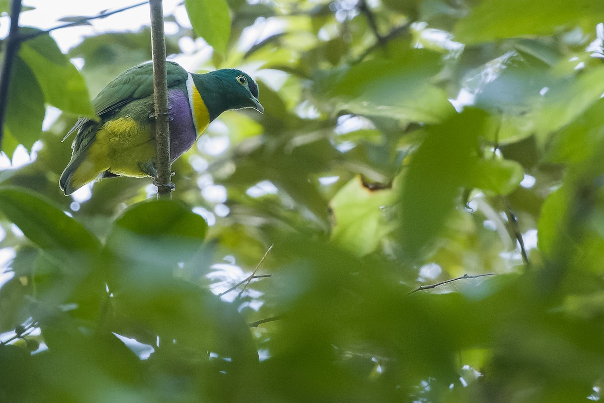 Geelvink Fruit-Dove - ML613362888