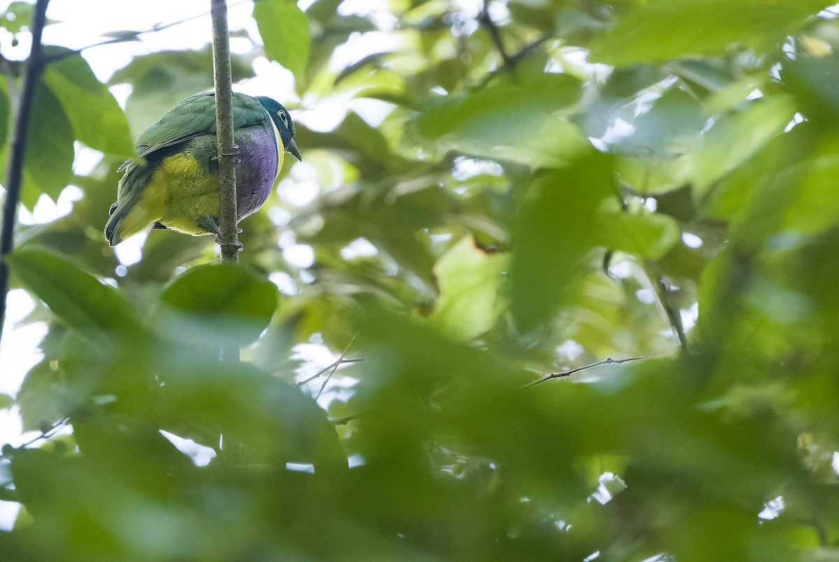 Geelvink Fruit-Dove - ML613362889