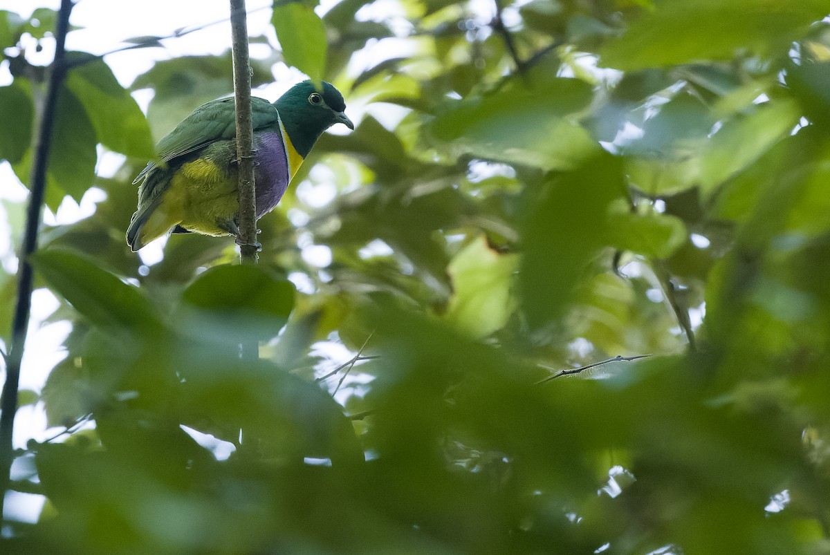 Geelvink Fruit-Dove - ML613362890