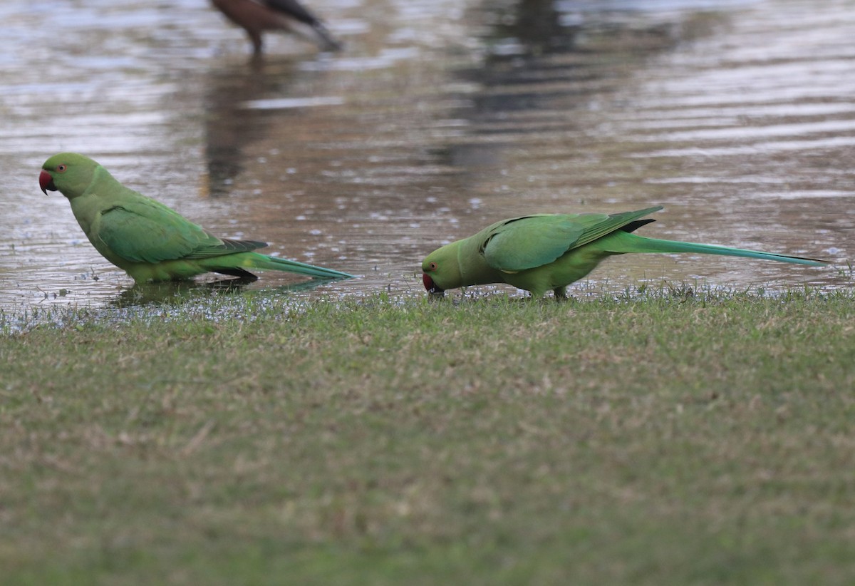 Rose-ringed Parakeet - ML613362891