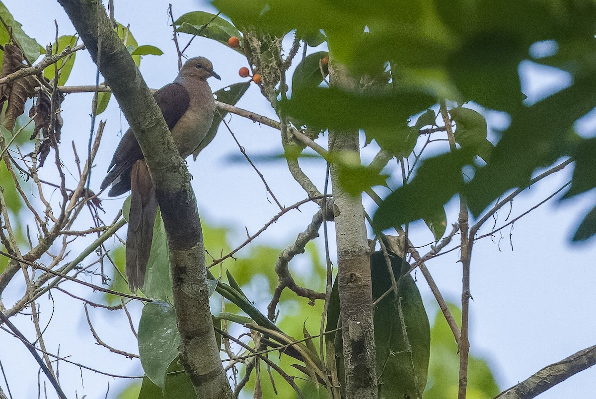 Amboyna Cuckoo-Dove - Joachim Bertrands