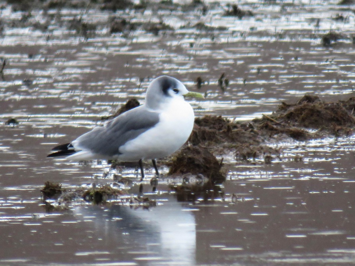 Black-legged Kittiwake - Hendrik Herlyn