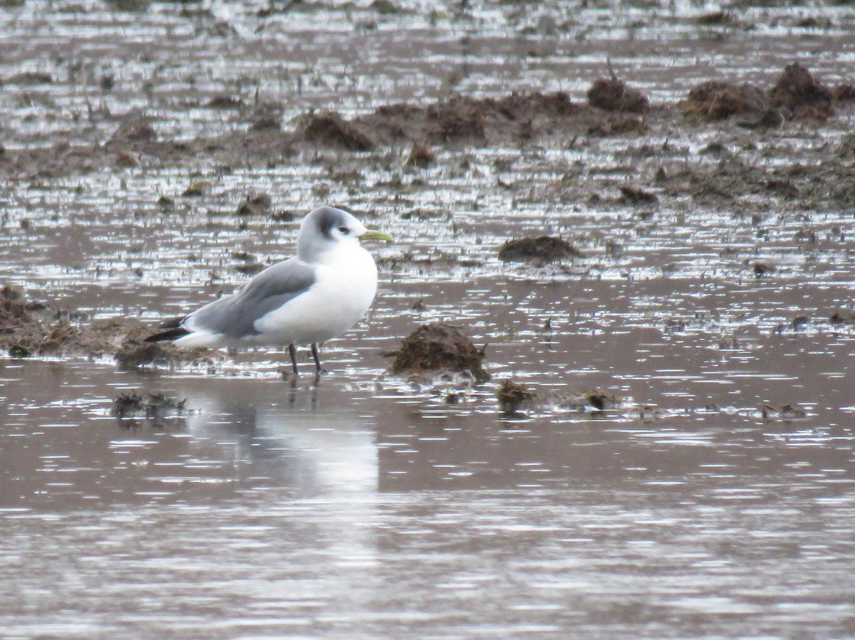 Black-legged Kittiwake - Hendrik Herlyn