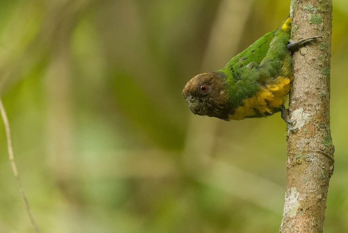 Geelvink Pygmy-Parrot - ML613362986