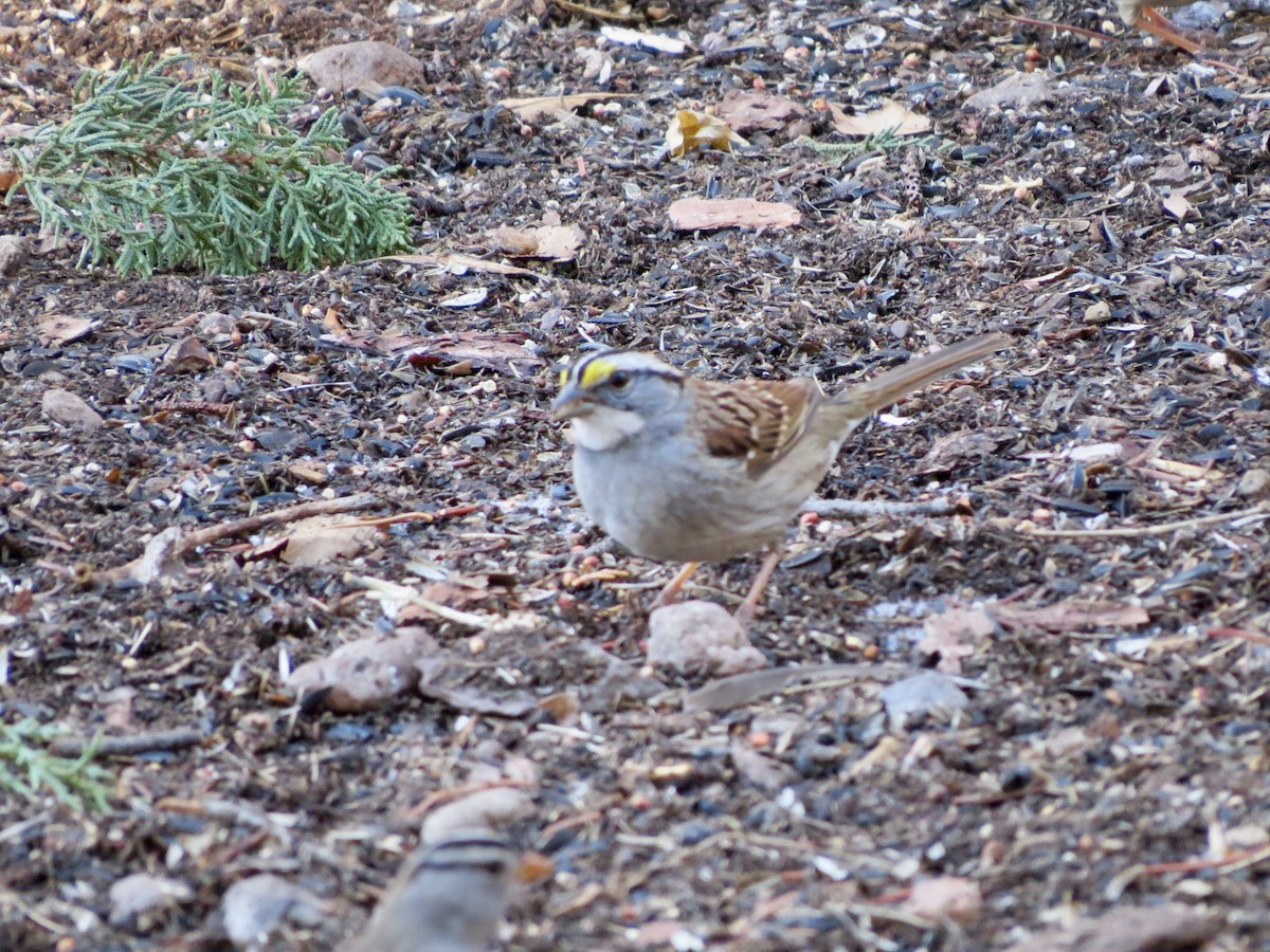 White-throated Sparrow - ML613363032