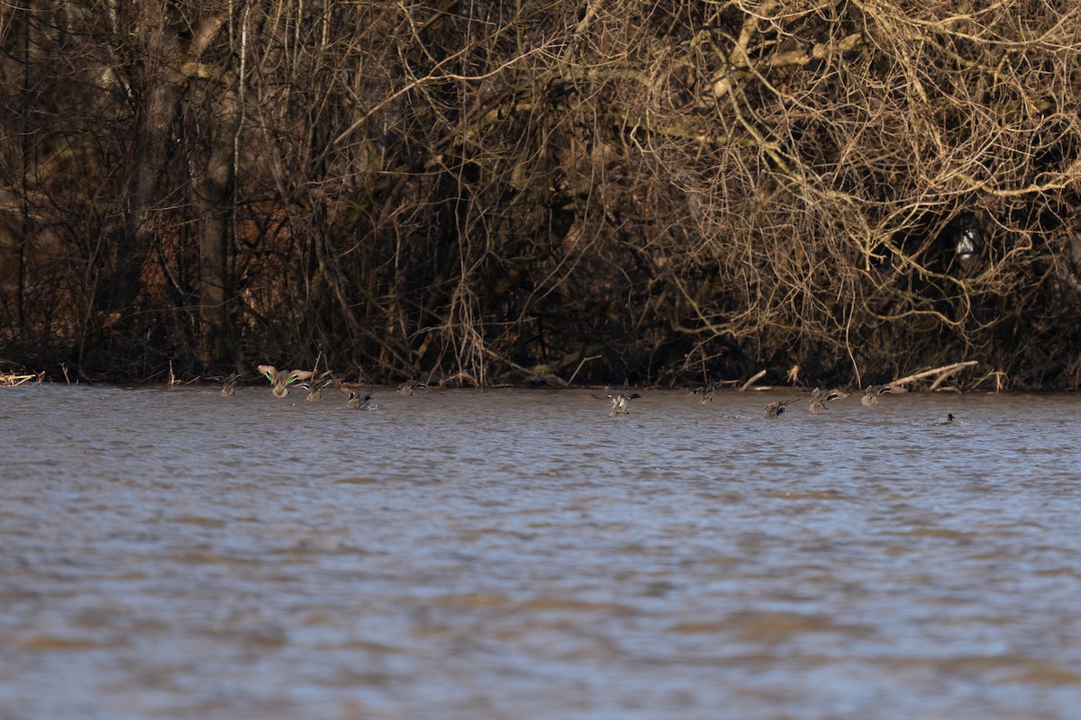 Green-winged Teal - Blake Cloninger